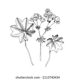 Hand-drawn Lady's mantle. Medicinal herb