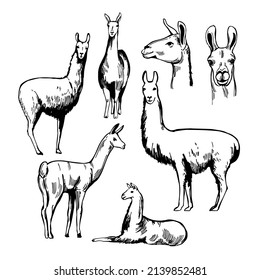 Hand-drawn lamas. Vector sketch  illustration.