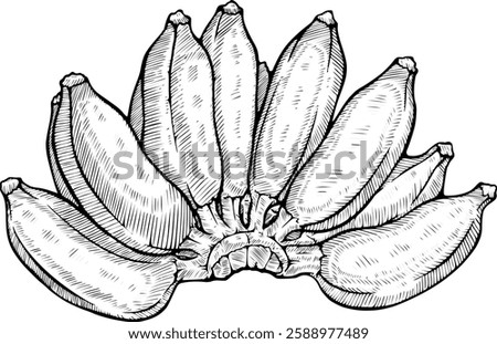 Hand-Drawn Large Bunch of Bananas Line Art Vector Illustration	