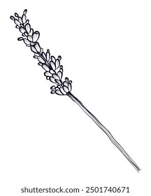 handgezeichnete Lavendelblume, Vektorgrafik