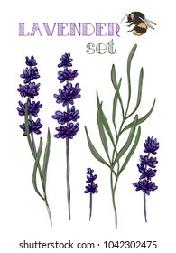 handdrawn lavender set