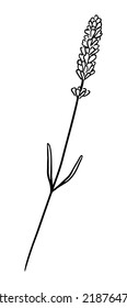 Lavanda de mano con tallo y hojas