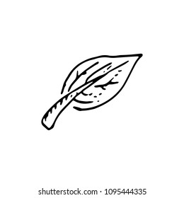 Handdrawn leaf doodle icon. Hand drawn black sketch. Sign symbol. Decoration element. White background. Isolated. Flat design. Vector illustration.
