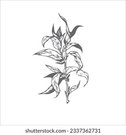 handdrawn leaf illustration, leaf drawing