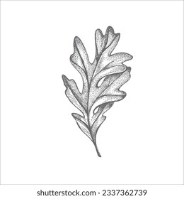 handdrawn leaf illustration, leaf drawing