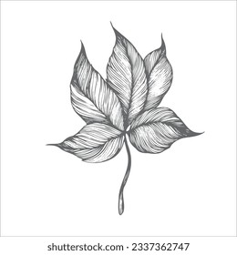ilustración de hoja a mano, dibujo de hoja