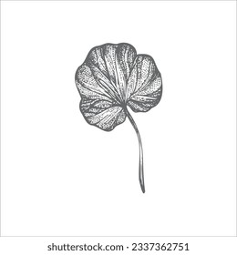 handdrawn leaf illustration, leaf drawing