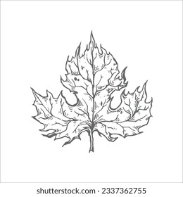 ilustración de hoja a mano, dibujo de hoja