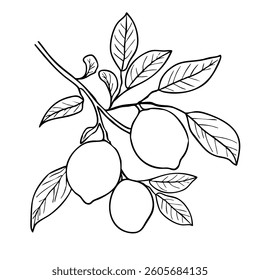 Hand-drawn lemon branch with leaves, black and white botanical illustration, citrus fruit line art, vintage sketch style, organic natural design, detailed monochrome outline drawing