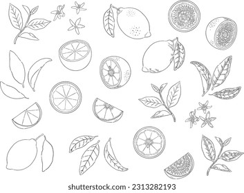 Handgezeichnete Lemon-Online-Kunstillustration