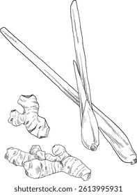 Hand-drawn lemongrass and ginger sketch, ideal for herbal or wellness branding, food illustrations, and natural design themes.