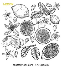 Los limones dibujados a mano aislados sobre fondo blanco. Limón entero, rodajas, mitad, cáscara y boceto de semillas. Frutas tropicales, flores y hojas de limón en ilustración de estilo grabado. 