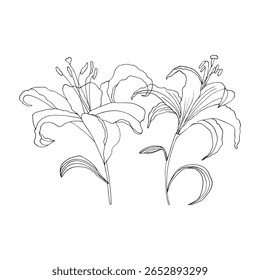 Lírios desenhados à mão sobre fundo branco. Impressão de contraste para tecido, papel de parede, convites e cartões de saudação. 