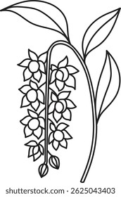 Hand-drawn line art of Dendrobium orchid flowers with hanging stems and leaves in a minimal botanical style. Perfect for coloring pages, floral design, and botanical illustration.