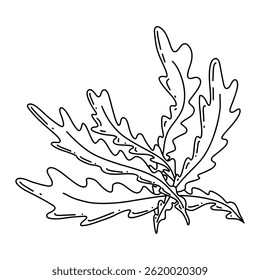 Hand-drawn line art illustration of arugula. Black and white sketch, perfect for packaging design, menus, branding, organic product labels, farmers markets, cookbooks, and eco-friendly projects.