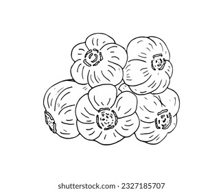 hand-drawn line art vector illustration of garlic. Isolated  garlic bulb vector illustration on white background