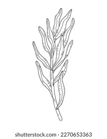 Hand-drawn line eucalyptus, laurel, outline of a twig with leave protea