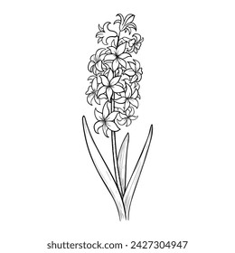 Hand-drawn line on a white background hyacinth flower. Black and white botanical sketch.