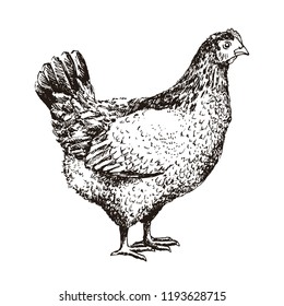 Hand-drawn linear illustration of chicken. Vector. Isolated on white background.