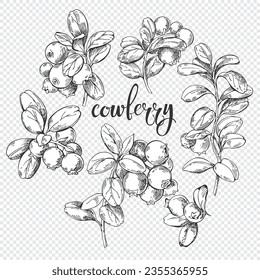 Ramas de lingonberry dibujadas a mano. Esbozar elementos con relleno blanco, elementos aislados para el diseño. Excelente para embalaje, logotipo, menú, etiqueta, cartel, impresión.