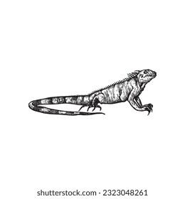 handdrawn lizard illustration, lizard drawing, iguan apicture, jungle, tropical, wild animal