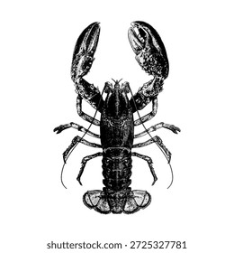Ilustração de vetor de lagosta desenhada à mão em negrito preto e branco, com texturas detalhadas e uma composição simétrica, perfeita para projetos vintage, marca de frutos do mar, tatuagens e cartazes.