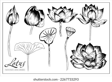 Hand-drawn lotus flowers. Vector waterlily set for decoration and illustration.