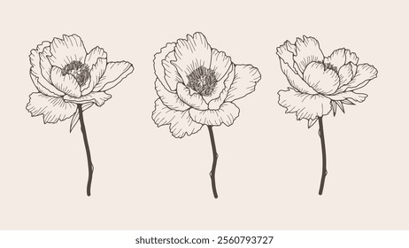 Hand-drawn lush peony flowers for coloring pages, covers, publications. Outline of peonies flowers.