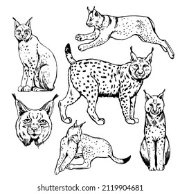 Hand-drawn lynx. Vector sketch illustration.