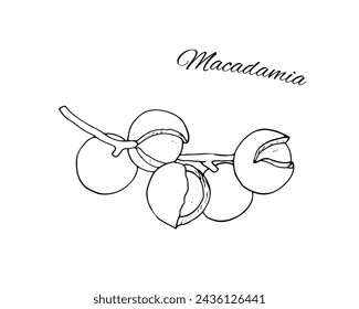 Hand-drawn macadamia branch.  Diet snack. Isolated botanical vector illustration for organic cosmetics, oil, and food products.