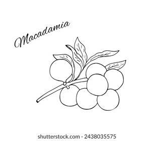 Hand-drawn Macadamia branch with nuts and leaves. Vector botanical illustration. Macadamia nuts. 
