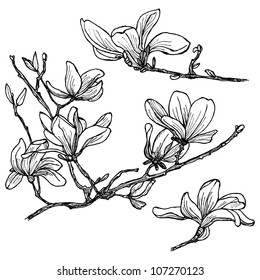 Hand-drawn magnolia flower set in vector