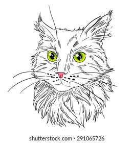 Hand-drawn maine coon cat portrait.