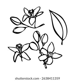 Hand-drawn mandarin fruit set. Whole mandarins, peeled segments, leaves, and blossoms. Outline style, vector EPS format. Perfect for packaging design, juice labels, farmers market graphics