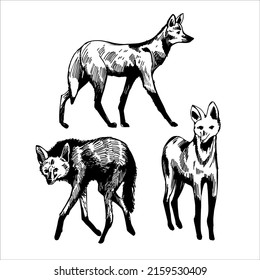 Hand-drawn Maned wolf (Chrysocyon brachyurus). Vector sketch  illustration.