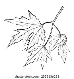 hand-drawn maple branches with leaves vector