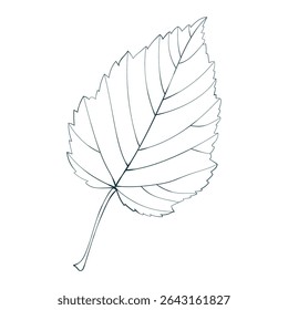 Contorno de hoja de arce dibujado a mano aislado sobre fondo blanco. Ilustración vectorial de estilo de línea plana.