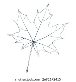 Hand-drawn maple leaf contour isolated on white background. Line style vector illustration. 