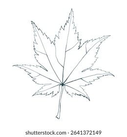 Hand-drawn maple leaf line contour isolated on white background. Flat line style vector illustration.