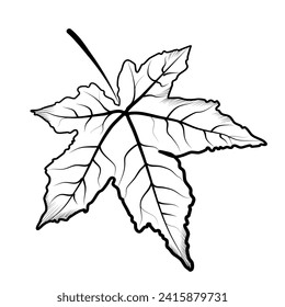 hand-drawn maple leaf vector illustration