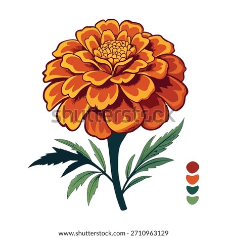 Hand-Drawn Marigold Floral Element for Decorative Use. Elegant Marigold Vector Isolated on White Background. marigold flower isolated. 
