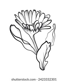 ilustración de vector de flores de marigold dibujada a mano