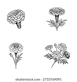 Conjunto de Vector de flores de caléndula dibujado a mano en línea detallada en blanco y negro, con múltiples poses y etapas de crecimiento, perfecto para diseños botánicos, páginas para colorear, tatuajes, logotipos, impresiones e ilustraciones de stock.