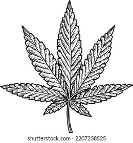 Hand-drawn marijuana leaf. Vector illustration. Black and white hand drawn image.