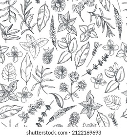 Hand-drawn medicinal herbs.  Vector  seamless pattern. 