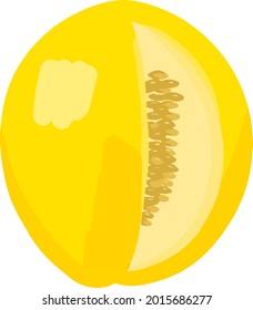 Hand-drawn melon vector illustration. Farm organic melon for juice or salad. Eco-friendly fruit for diet. 
