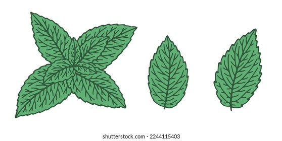 Hand-drawn mint leaves isolated on white background