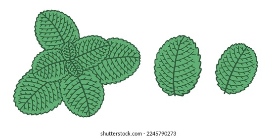 Hand-drawn mint leaves isolated on white background