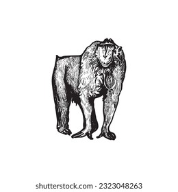Handdrawn monkey illustration, Monkey drawing, Tropical animal, chimpanzee element