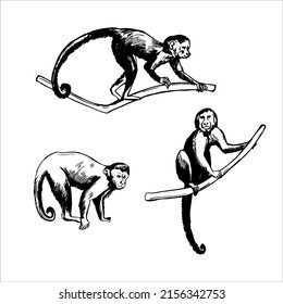 Hand-drawn monkeys of South America.   Capuchin monkeys. Vector sketch  illustration.